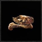 animal_bone-assassins-creed-wiki-guide