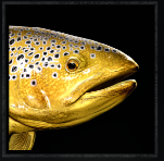 brown_trout_(big)