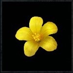 flower-assassins-creed-wiki-guide