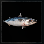 mackerel_(small)