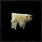 polar_bear_fur-assassins-creed-wiki-guide