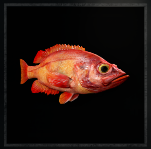 redfish_(small)